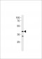 TAAR2 Antibody (N-term)